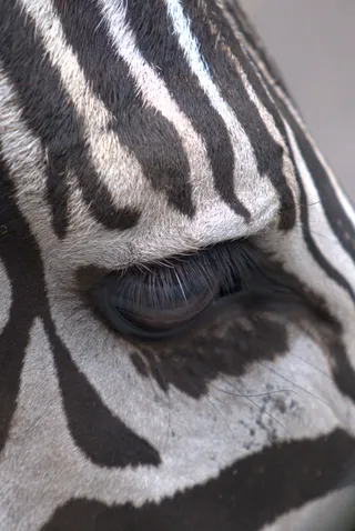 zebra